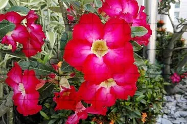 FLOWERS jigsaw puzzle