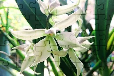 FLOWERS jigsaw puzzle