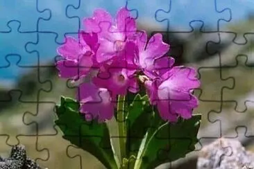 花 jigsaw puzzle