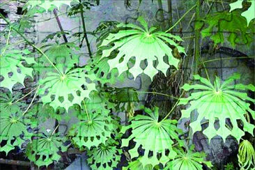 פאזל של 植物