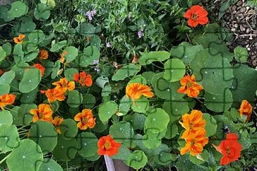 Nasturtiums 2