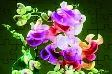 蝸牛藤花 jigsaw puzzle
