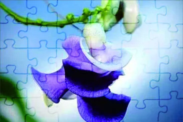 蝸牛藤花 jigsaw puzzle