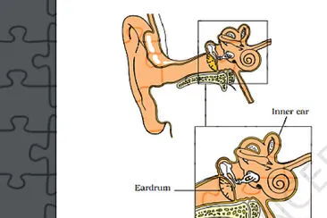 human ear jigsaw puzzle