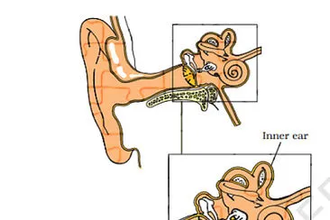 human ear jigsaw puzzle