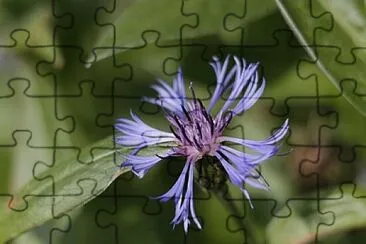 OK jigsaw puzzle