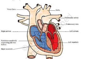 heart jigsaw puzzle