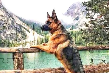 perro