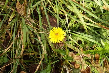 ape sul fiore jigsaw puzzle
