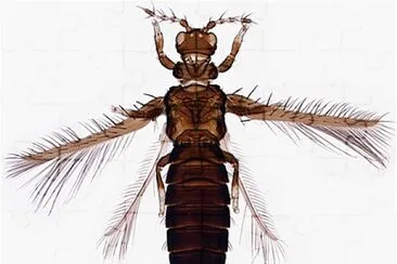 Thrips du cacaoyer jigsaw puzzle