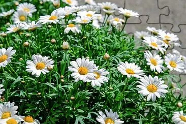 Foto jigsaw puzzle