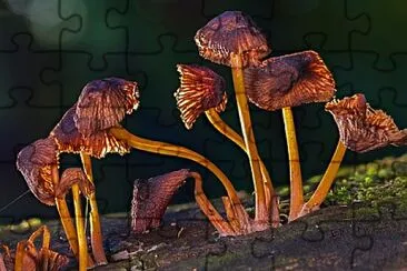 Toy jigsaw puzzle