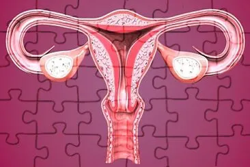Female reproduction