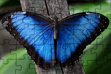 X jigsaw puzzle
