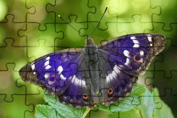 X jigsaw puzzle
