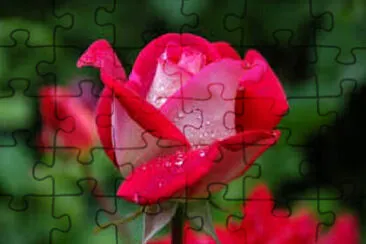 X jigsaw puzzle