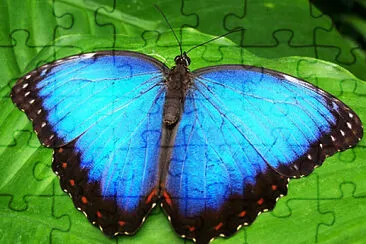 X jigsaw puzzle