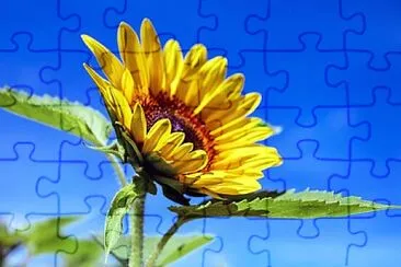 pop jigsaw puzzle