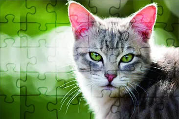 可愛動物