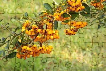 bacche di siepe