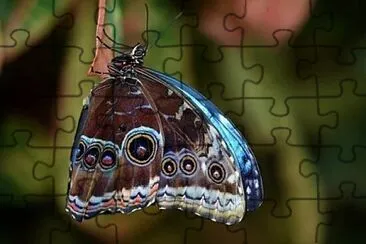 Toy jigsaw puzzle