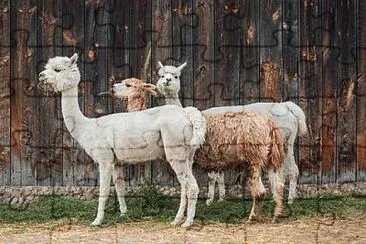Imagem jigsaw puzzle