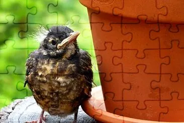 Imagem jigsaw puzzle
