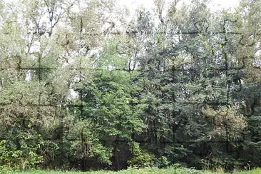 barriera di alberi