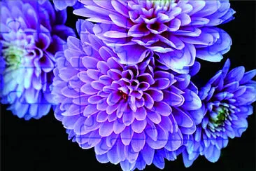 花漾 jigsaw puzzle
