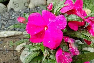 FLORES jigsaw puzzle