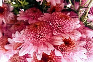 FLORES jigsaw puzzle
