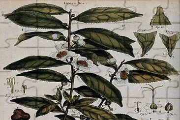 pianta jigsaw puzzle