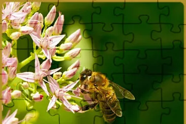 Abeille