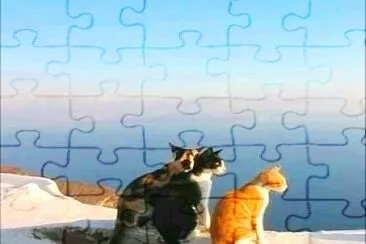 gatos jigsaw puzzle