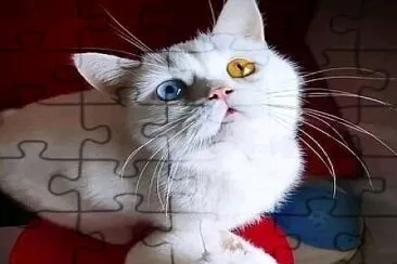gatos jigsaw puzzle
