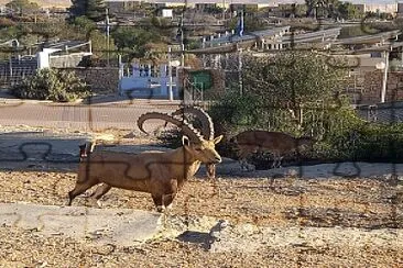 mail ibex