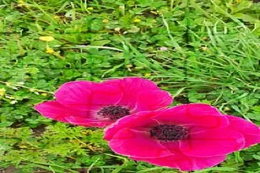 anemone jigsaw puzzle