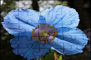 fleur jigsaw puzzle