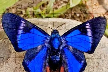 papillon