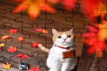 gato