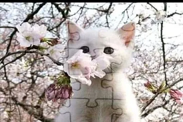 gato