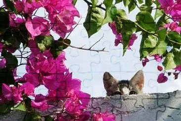 gato