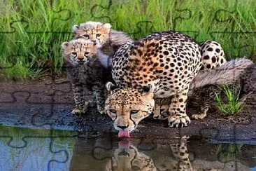 animal jigsaw puzzle