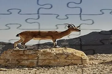 ibex a jigsaw puzzle