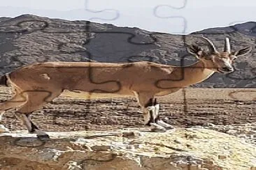ibex b jigsaw puzzle