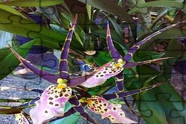 fleur jigsaw puzzle