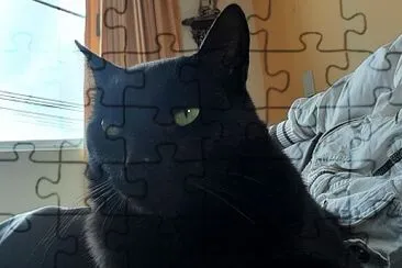 arma a este hermoso gato