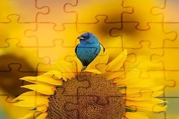 oiseau jigsaw puzzle