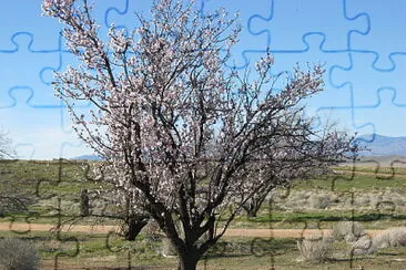 שקדיה jigsaw puzzle