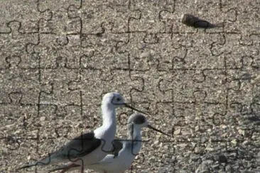 tmironim